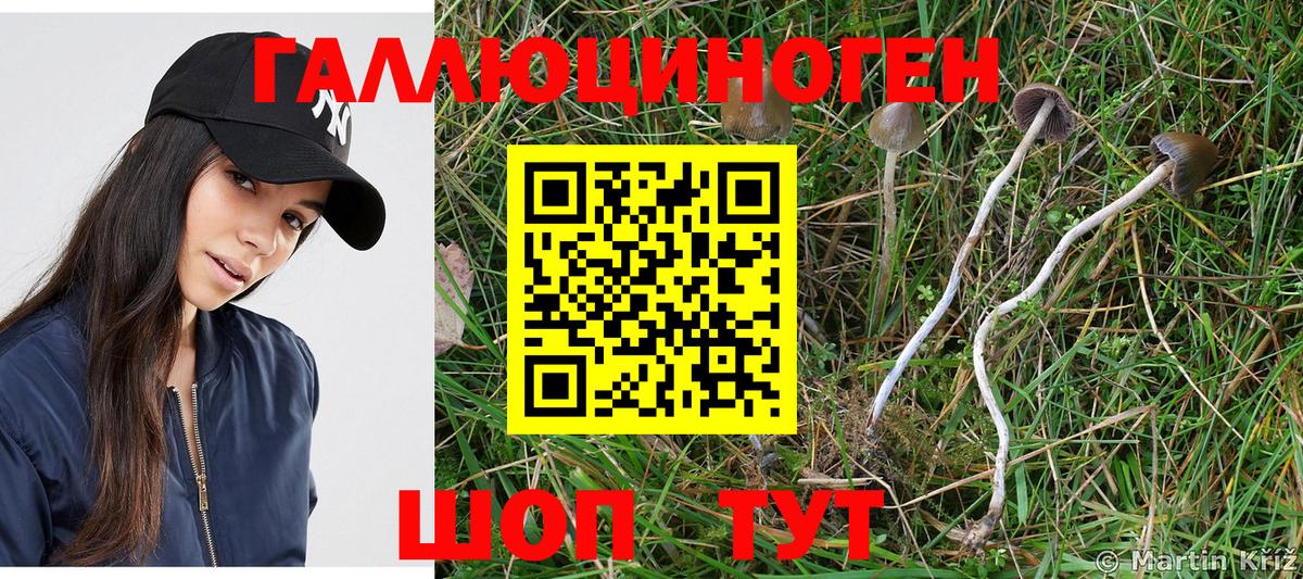 Псилоцибиновые грибы Cubensis  где купить наркотик  Углич  Вход с VPN 